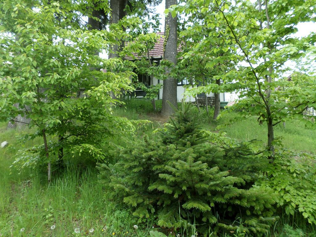 Casa Gabriela Villa Sinaia Buitenkant foto